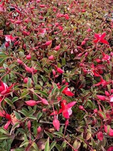 Fuchsia 'Madame Cornelissen' geen maat specificatie 0,55L/P9cm - afbeelding 3