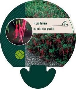 Fuchsia magellanica gracilis geen maat specificatie 0,55L/P9cm - afbeelding 1