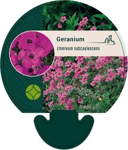 Geranium cinereum subcaulescens geen maat specificatie 0,55L/P9cm