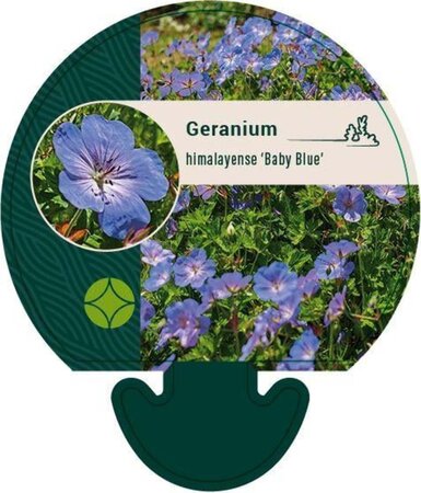 Geranium himalayense 'Baby Blue' geen maat specificatie 0,55L/P9cm