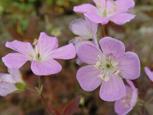 Geranium macul. 'Elizabeth Ann' geen maat specificatie 0,55L/P9cm