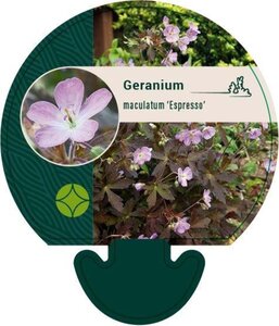 Geranium macul. 'Espresso' geen maat specificatie 0,55L/P9cm - afbeelding 1