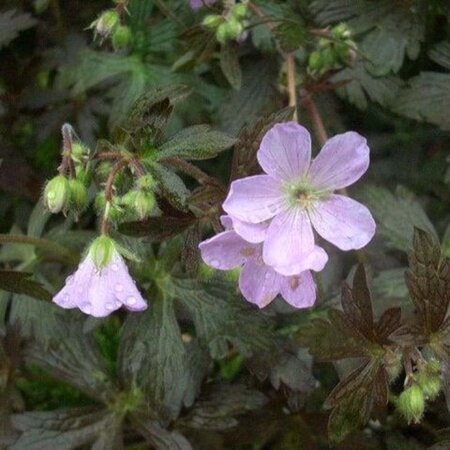 Geranium macul. 'Espresso' geen maat specificatie 0,55L/P9cm - afbeelding 2