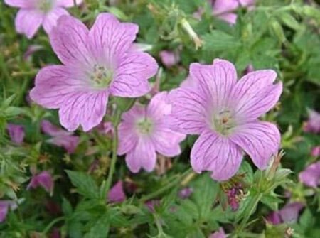 Geranium ox. 'Claridge Druce' geen maat specificatie 0,55L/P9cm - afbeelding 1