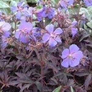 Geranium pr. 'Midnight Reiter' geen maat specificatie 0,55L/P9cm - afbeelding 2