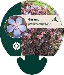 Geranium pr. 'Midnight Reiter' geen maat specificatie 0,55L/P9cm - afbeelding 1