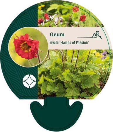 Geum rivale 'Flames of Passion' geen maat specificatie 0,55L/P9cm - afbeelding 1