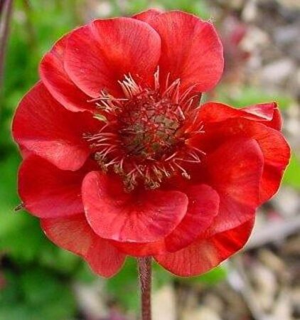 Geum rivale 'Flames of Passion' geen maat specificatie 0,55L/P9cm - afbeelding 2