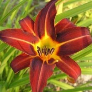 Hemerocallis 'Autumn Red' geen maat specificatie 0,55L/P9cm - afbeelding 2