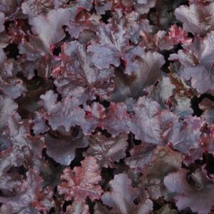 Heuchera 'Black Beauty' geen maat specificatie 0,55L/P9cm - afbeelding 2