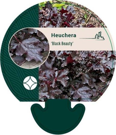 Heuchera 'Black Beauty' geen maat specificatie 0,55L/P9cm - afbeelding 1