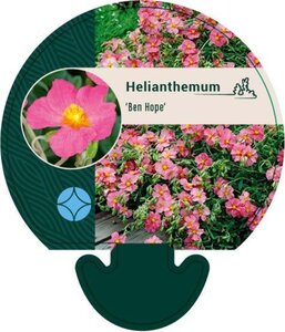 Helianthemum 'Ben Hope' geen maat specificatie 0,55L/P9cm