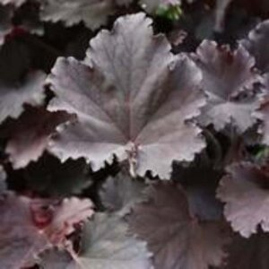 Heuchera 'Binoche' geen maat specificatie 0,55L/P9cm