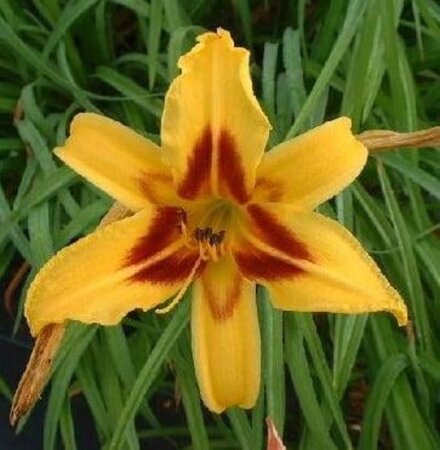 Hemerocallis 'Bonanza' geen maat specificatie 0,55L/P9cm - afbeelding 1