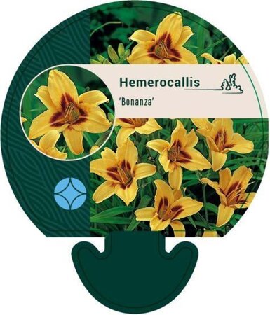 Hemerocallis 'Bonanza' geen maat specificatie 0,55L/P9cm - afbeelding 2