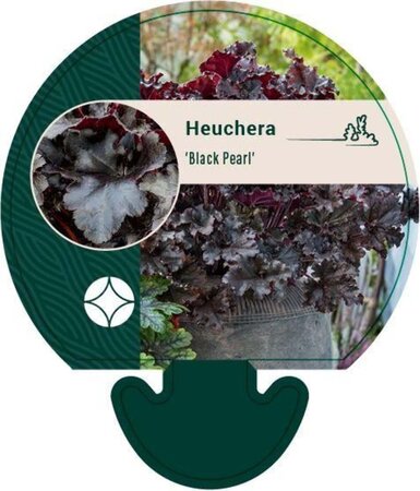 Heuchera 'Black Pearl' geen maat specificatie 0,55L/P9cm