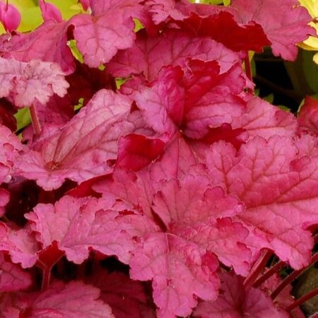 Heuchera 'Berry Smoothie' geen maat specificatie 0,55L/P9cm