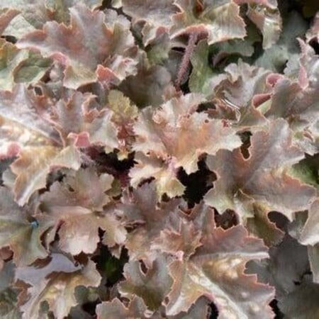 Heuchera 'Cappuccino' geen maat specificatie 0,55L/P9cm - afbeelding 1