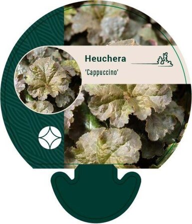 Heuchera 'Cappuccino' geen maat specificatie 0,55L/P9cm - afbeelding 2