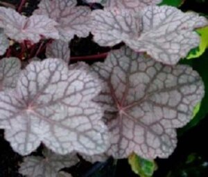 Heuchera 'Cascade Dawn' geen maat specificatie 0,55L/P9cm - afbeelding 2