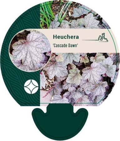 Heuchera 'Cascade Dawn' geen maat specificatie 0,55L/P9cm - afbeelding 1