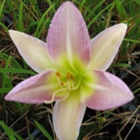 Hemerocallis 'Catherine Woodbury' geen maat specificatie 0,55L/P9cm - afbeelding 1