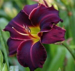 Hemerocallis 'Ed Murray' geen maat specificatie 0,55L/P9cm