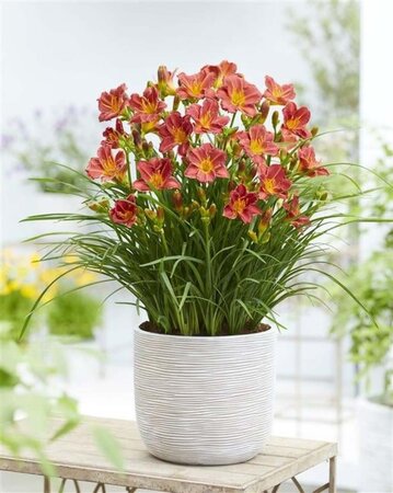 Hemerocallis EveryDayLily Red Ribs geen maat specificatie 0,55L/P9cm