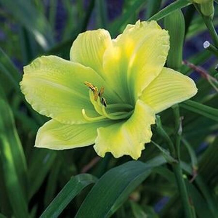 Hemerocallis 'Green Flutter' geen maat specificatie 0,55L/P9cm - afbeelding 1