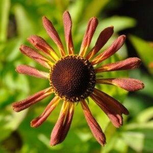 Helenium 'Loysder Wieck' geen maat specificatie 0,55L/P9cm