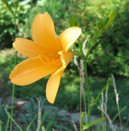 Hemerocallis middendorffii geen maat specificatie 0,55L/P9cm - afbeelding 2