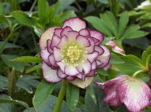 Helleborus o. 'Dble Ellen Picotee' geen maat specificatie 0,55L/P9cm