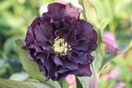 Helleborus o. 'D. Ellen Purple' geen maat specificatie 0,55L/P9cm