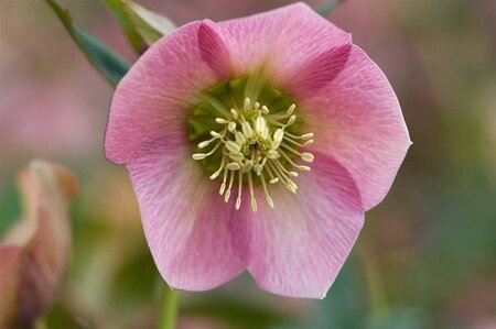 Helleborus o. 'Pretty Ellen Pink' geen maat specificatie 0,55L/P9cm - afbeelding 1