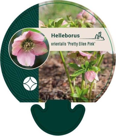 Helleborus o. 'Pretty Ellen Pink' geen maat specificatie 0,55L/P9cm - afbeelding 2