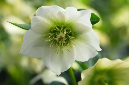 Helleborus o. 'Pretty Ellen White' geen maat specificatie 0,55L/P9cm - afbeelding 1