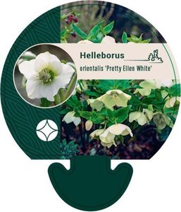 Helleborus o. 'Pretty Ellen White' geen maat specificatie 0,55L/P9cm - afbeelding 2