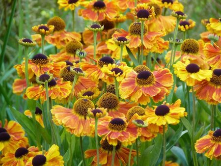 Helenium 'Sahin's Early Flowerer' geen maat specificatie 0,55L/P9cm - afbeelding 2