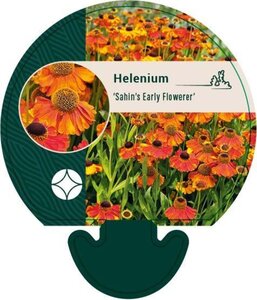 Helenium 'Sahin's Early Flowerer' geen maat specificatie 0,55L/P9cm - afbeelding 1