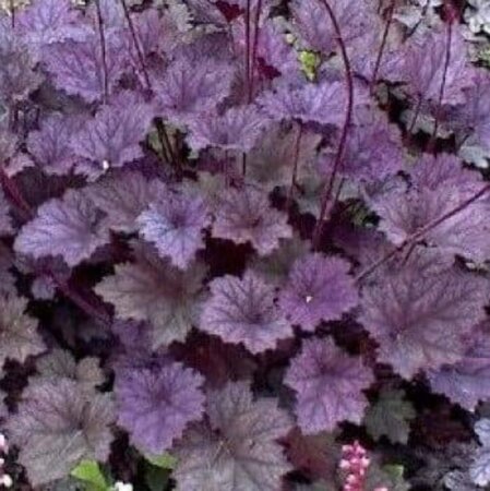 Heuchera Frosted Violet geen maat specificatie 0,55L/P9cm - afbeelding 1