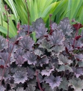 Heuchera Frosted Violet geen maat specificatie 0,55L/P9cm - afbeelding 2