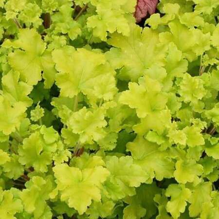 Heuchera 'Lime Marmalade' geen maat specificatie 0,55L/P9cm - afbeelding 1