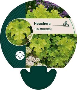 Heuchera 'Lime Marmalade' geen maat specificatie 0,55L/P9cm - afbeelding 2