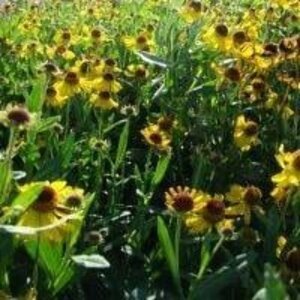 Helenium 'Wesergold' geen maat specificatie 0,55L/P9cm