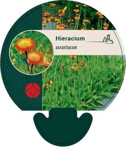 Hieracium aurantiacum geen maat specificatie 0,55L/P9cm