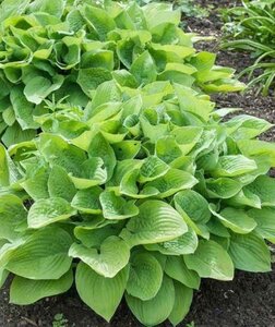 Hosta 'August Moon' geen maat specificatie 0,55L/P9cm - afbeelding 4