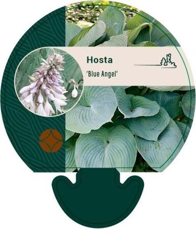 Hosta 'Blue Angel' geen maat specificatie 0,55L/P9cm