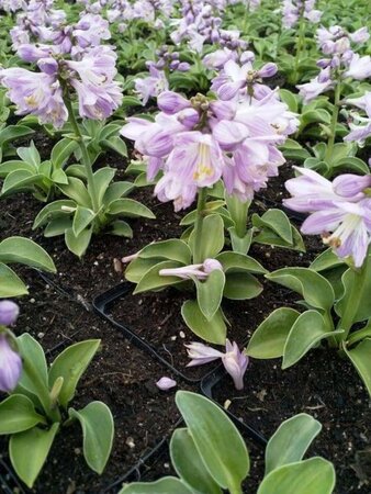 Hosta 'Blue Mouse Ears' geen maat specificatie 0,55L/P9cm - afbeelding 3