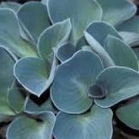 Hosta 'Blue Mouse Ears' geen maat specificatie 0,55L/P9cm - afbeelding 5