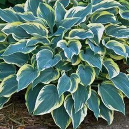 Hosta 'First Frost' geen maat specificatie 0,55L/P9cm